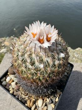 Gymnocactus ysabelae